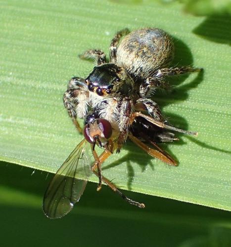 Réf. 196 315 : Carrhotus xanthogramma